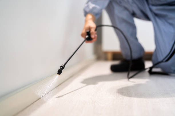 Certified termite inspector examining foundation in Webster