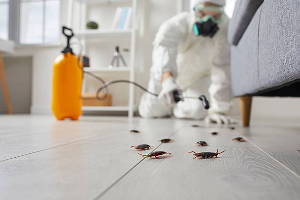 Commercial Kitchen Cockroach Control in Webster